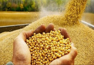 تزریق قطره چکانی نهاده گرفتاری جدید دامداران شد