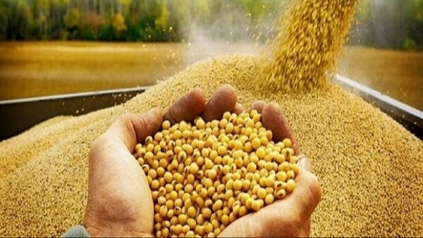 تزریق قطره چکانی نهاده گرفتاری جدید دامداران شد